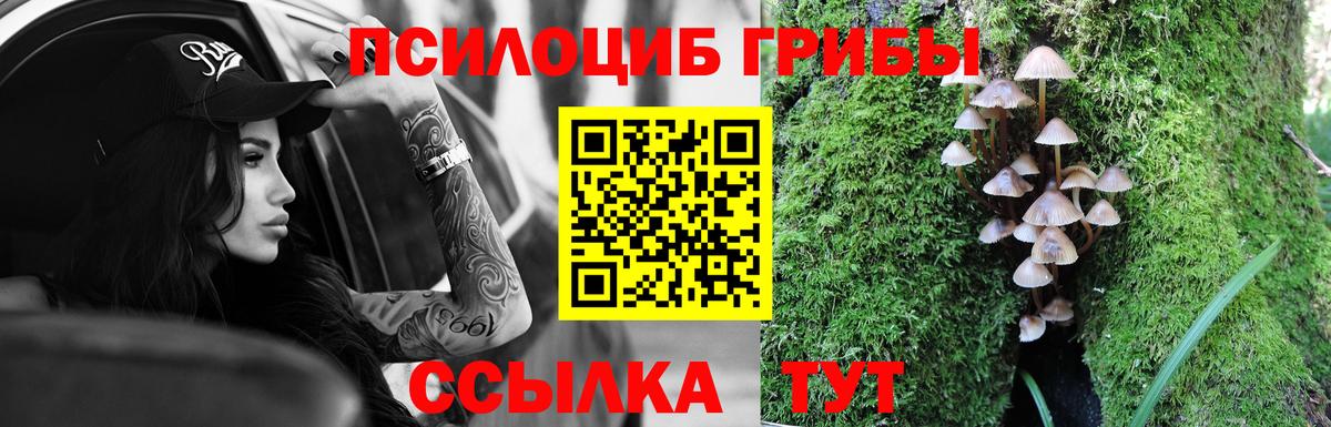 Псилоцибиновые грибы Psilocybe Таганрог