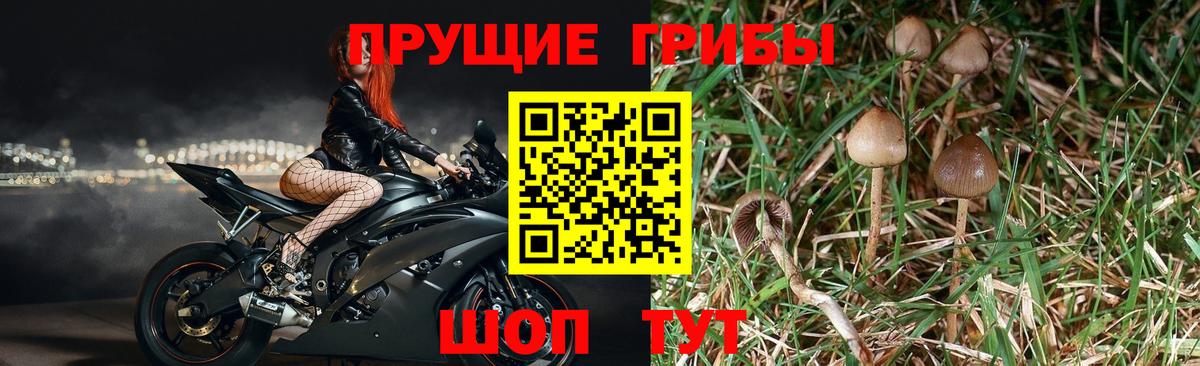 Таганрог  что такое наркотик  Вход с VPN  Псилоцибиновые грибы Magic Shrooms 